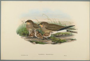 Glareola Pratincola  - 普通Pratincole（编织纸上的彩色石版） 作者 约翰·古尔德