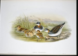 光泽朱鹮 (Falcinellus Igneus)（手绘彩色平版印刷） 作者 约翰·古尔德