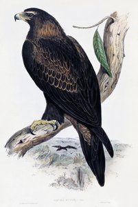 金鹰（Aquila chrysaetos），石版画，出自约翰-古尔德（1804-1881）的《澳大利亚和大不列颠的鸟类》，英国 作者 约翰·古尔德