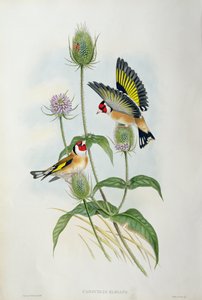 金翅雀（Carduelis Elegans）（手工彩色光刻）
