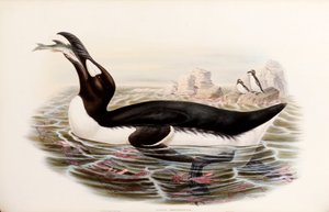 摘自《大不列颠的鸟》中的大Auk，于1862-73年在伦敦出版 作者 约翰·古尔德