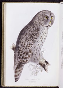 《大不列颠之鸟》中的大Ci猫头鹰，于1862-73年在伦敦出版 作者 约翰·古尔德