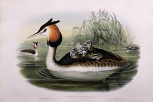 大凤头Gre（（Podiceps Cristatus）（手工彩色石版）