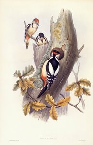 大斑啄木鸟（Dendrocopos major），约翰-古尔德的雕刻作品 作者 约翰·古尔德