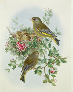 Greenfinch，1873年（wc，铅笔在纸上）