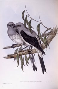地面杜鹃鸟（Coracina maxima），约翰-古尔德的雕刻作品 作者 约翰·古尔德