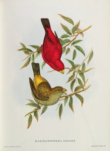 Haematospiza Sipahi，来自&39;亚洲之鸟&39;的插图，卷。 I，Part I-VI，John Gould，1850-54