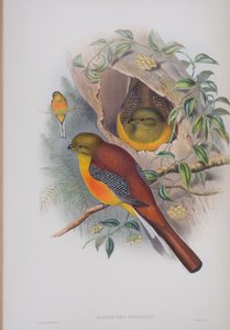 Harpactes Oreskios，来自英国鸟类的约翰古尔德，1862-73出版（手工彩色光刻） 作者 约翰·古尔德