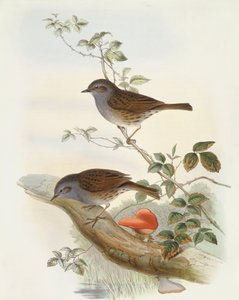 Hedge accentor（Prunella modularis），John Gould的雕刻作品 作者 约翰·古尔德