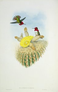 Humming Bird，由Walter和Cohn雕刻 作者 约翰·古尔德