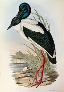 来自John Gould的 "澳大利亚鸟类 "的插图，代表黑颈鹳Ephippiorhynchus asiaticus。 作者 约翰·古尔德