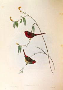 约翰-古尔德的 "澳大利亚的鸟类 "中的插图，表现了绯红雀Neochmia phaeton，彩色雕刻。 作者 约翰·古尔德