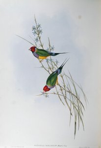 约翰-古尔德的 "澳大利亚鸟类 "中的插图，代表古尔德雀Chloebia gouldiae，由奥斯卡-德雷斯勒创作。 作者 约翰·古尔德