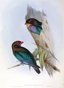 来自John Gould的 "澳大利亚鸟类 "的插图，代表东方美元鸟Eurystomus orientalis。 作者 约翰·古尔德