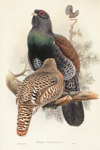 约翰-古尔德的 "大不列颠的鸟类 "中的插图，展示了Capercaillie Tetrao urogallus。 作者 约翰·古尔德