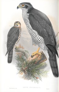 Astur Palumbarius（苍鹰）的插图 作者 约翰·古尔德