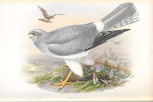 Circus Cyaneus（Hen Harrier）的插图 作者 约翰·古尔德