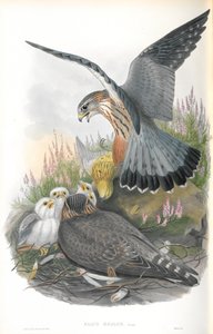 Falco Aesalon（梅林）的插图 作者 约翰·古尔德