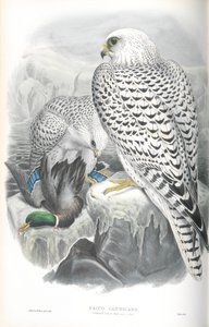 Falco Candicans（格陵兰猎鹰黑暗种族）的插图 作者 约翰·古尔德