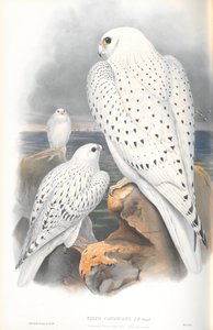 Falco Candicans（格陵兰猎鹰轻种族）的插图 作者 约翰·古尔德