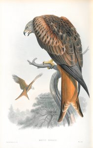 Milvus Regalis（风筝; Glead）的插图 作者 约翰·古尔德