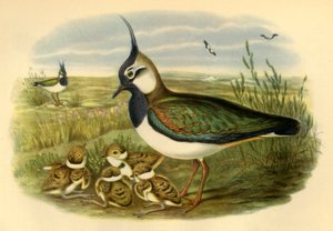Lapwing and Young》，1865年，1942年。 作者 约翰·古尔德