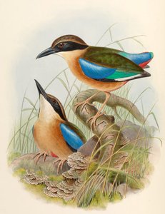 红树林皮塔（Pitta megarhyncha Schlegel） 作者 约翰·古尔德