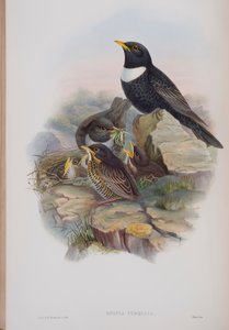 梅鲁拉·托夸塔（Merula Torquata），约翰·古尔德（John Gould）撰写的“英国鸟类”（The Birds of Great Britain）版，1862-73出版（手工彩色版画） 作者 约翰·古尔德
