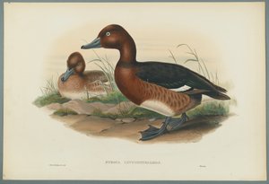 Nyroca Leucophtalmos：白眼或铁质鸭（编织纸上的彩色石版） 作者 约翰·古尔德