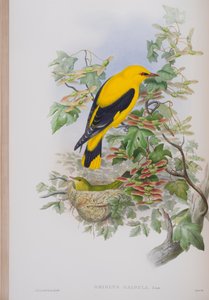 Oriolus Galbula，来自英国鸟类的约翰古尔德，1862-73出版（手工彩色光刻） 作者 约翰·古尔德