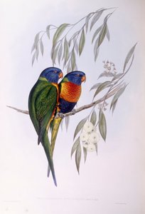 装饰性杓鹬（Trichoglossus ornatus），约翰-古尔德的雕刻作品 作者 约翰·古尔德