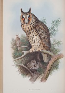 Otus Vulgaris，来自英国鸟类的约翰古尔德，1862-73出版（手工彩色版画） 作者 约翰·古尔德