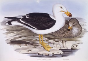 太平洋海鸥（Larus pacificus），约翰-古尔德的雕刻作品 作者 约翰·古尔德