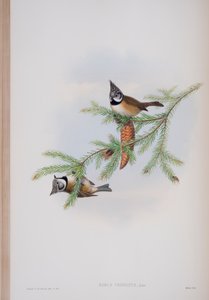Parus Cristatus，来自英国鸟类的约翰古尔德，1862-73出版（手工彩色版画）