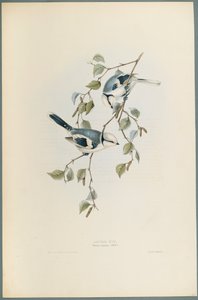 Parus Cyanus：Azure Tit（编织纸上的彩色光刻） 作者 约翰·古尔德
