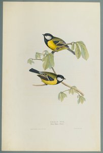 Parus Major：大山雀（编织纸上的彩色石版） 作者 约翰·古尔德