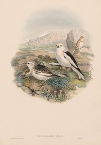 Plestrophanes Nivalis 作者 约翰·古尔德