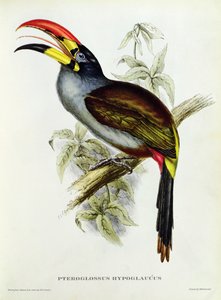 来自&39;热带鸟&39;的Pteroglossus Hypoglaucus