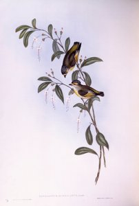 红眉豹（Pardalotus rubricatus），约翰-古尔德的雕刻作品 作者 约翰·古尔德