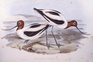 红颈鸦雀（Recurvirostra novaehollandiae），约翰-古尔德的雕刻作品 作者 约翰·古尔德