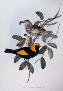 摄政鸟（Sericulus chrysocephalus），来自澳大利亚鸟类的雕刻。 作者 约翰·古尔德