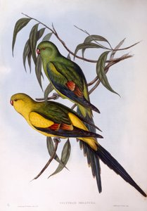 摄政鹦鹉（Polytelis anthopeplus），约翰-古尔德的雕刻作品 作者 约翰·古尔德