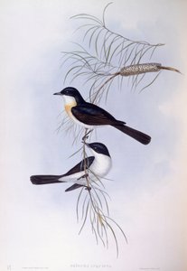 不安的飞鸟（Myiagra inquieta），约翰-古尔德的雕刻作品 作者 约翰·古尔德