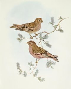 红雀（Erythrospiza incarnata），约翰-古尔德的雕刻作品 作者 约翰·古尔德