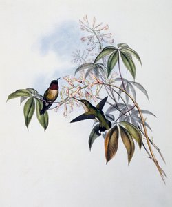 红喉蜂鸟（Archilochus colubris），雕刻自《蜂鸟科专论》（1849-1861），作者是约翰-古尔德（1804-1881），英国