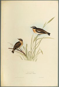 Saxicola Rubetra  -  Whinchat（编织纸上的彩色光刻） 作者 约翰·古尔德