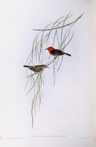 猩红的myzomela（Myzomela sanguinolenta），约翰-古尔德的雕刻作品 作者 约翰·古尔德