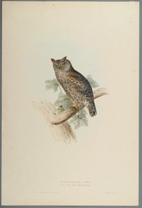 Scops Aldrovandi  -  Scops Eared Owl（编织纸上的彩色光刻） 作者 约翰·古尔德