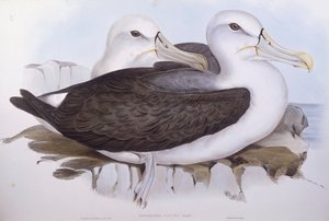 羞涩的信天翁（Diomedea o Thalassarche cauta），约翰-古尔德的雕刻作品 作者 约翰·古尔德