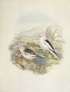雪鹀（Plectrophenax nivalis），插图 作者 约翰·古尔德